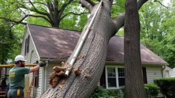 Reliable tree service for storm damage recovery at home.